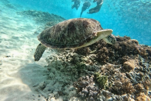 Isole Gili: esperienza di snorkeling in catamarano 4 in 1