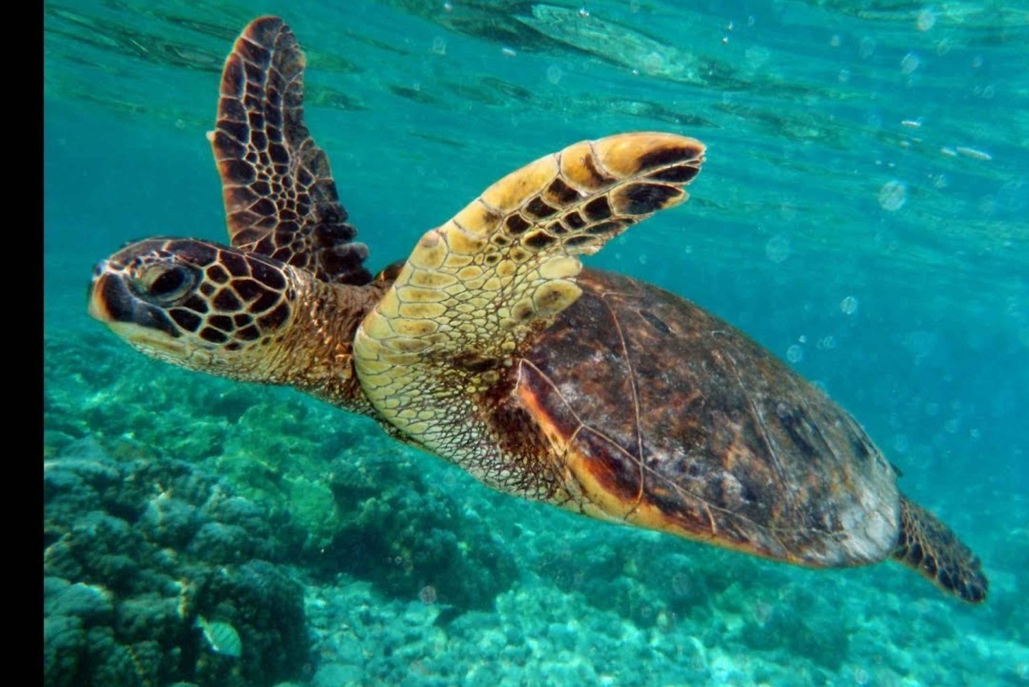 Gili Air/Trawangan: Passeio de barco com fundo de vidro e mergulho com snorkel