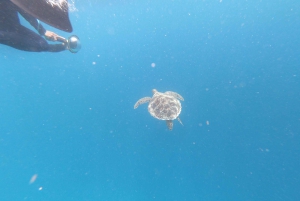 Gili Islands: Half-Day Snorkeling Tour with Pickup