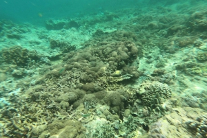 Gili Islands: Half-Day Snorkeling Tour with Pickup