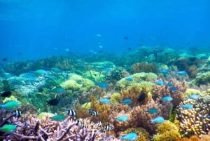 Gili Air/Trawangan: Gilian Giliang: Glass-Bottom Boat Tour with Snorkeling