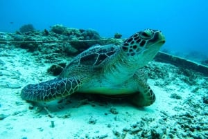 ギリ諸島ロンボク島：4 時間のプライベート グループ シュノーケリング ツアー