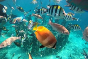 Gili Islands Lombok: gita privata di gruppo di 4 ore per lo snorkeling