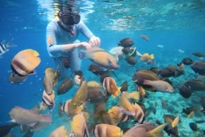 Isole Gili: Tour privato in barca per lo snorkeling con guida locale