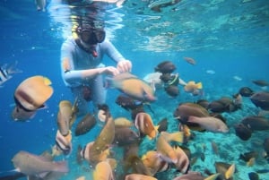 Isole Gili: Tour privato in barca per lo snorkeling con guida locale