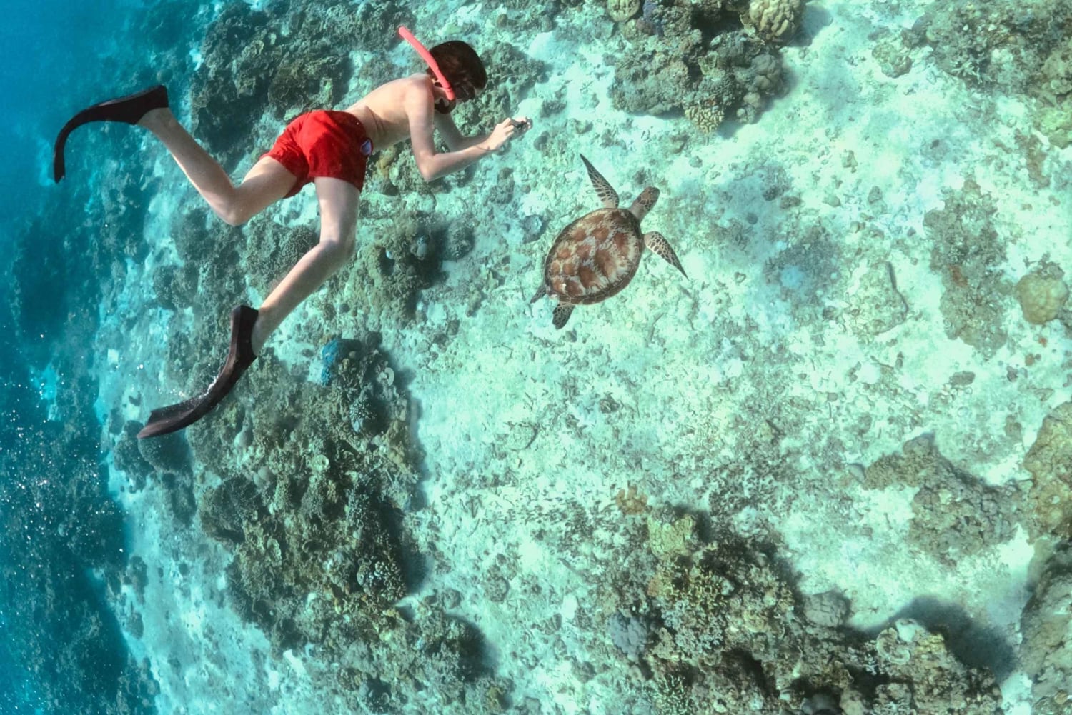 Gili Islands: Private or Shared Snorkeling Boat Trip