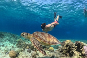 Gili-øyene: Privat eller delt snorkeltur med båt