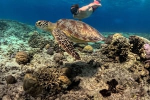 Gili Islands: Private or Shared Snorkeling Boat Trip