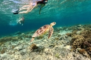 Gili Islands: Private or Shared Snorkeling Boat Trip
