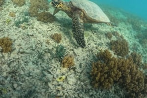 Islas Gili: Tour privado de snorkel con barco con fondo de cristal