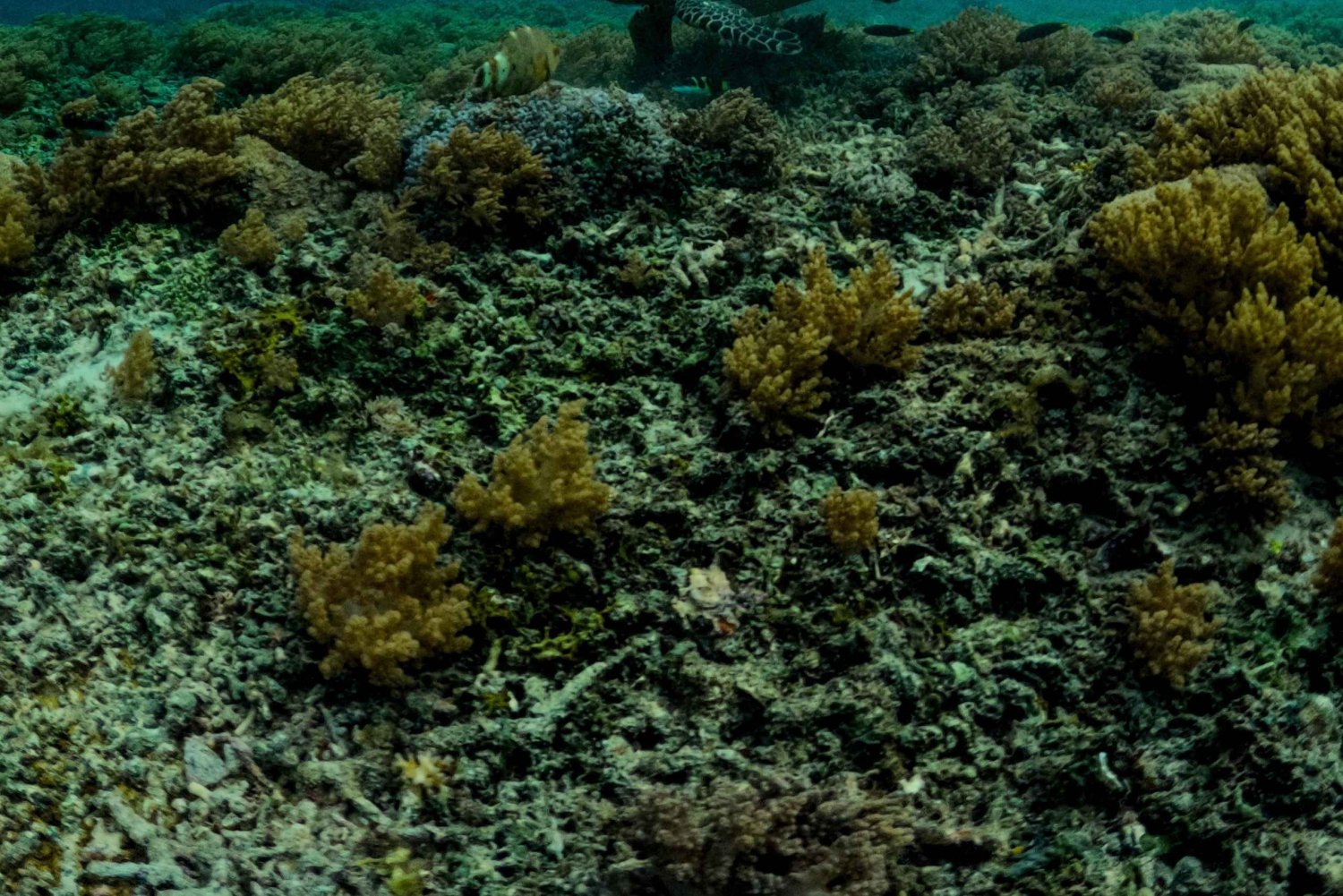 Gili Islands Snorkel Tour - Explore an Underwater Paradise