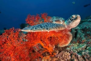 Aventura de snorkel en las Islas Gili