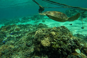 Gili Islands Snorkeling Day Trip with private speedboat