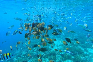 Gili Islands Snorkeling Day Trip with private speedboat