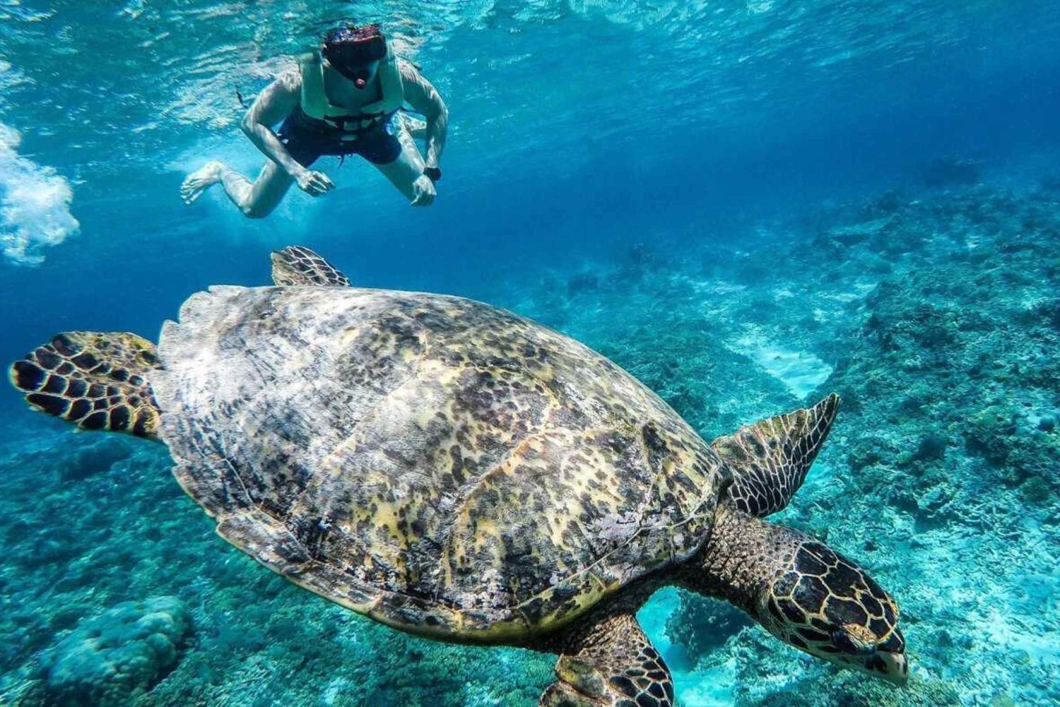 Gili Islands: Underwater Statue, snorkling, turtle sactuary