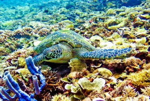 Gili Islands: Underwater Statue, snorkling, turtle sactuary