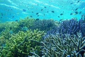 Excursión de un día para hacer snorkel en Gili Kondo, Gili Kapal y Gili Lampu