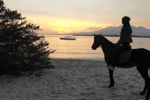 Gili Meno: 1-Hour Beginner Horse Riding Experience