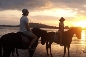 Gili Meno: 1-Hour Beginner Horse Riding Experience