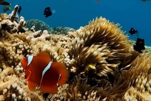 Gili Nanggu, Sudak e Kedis: giro delle isole e snorkeling