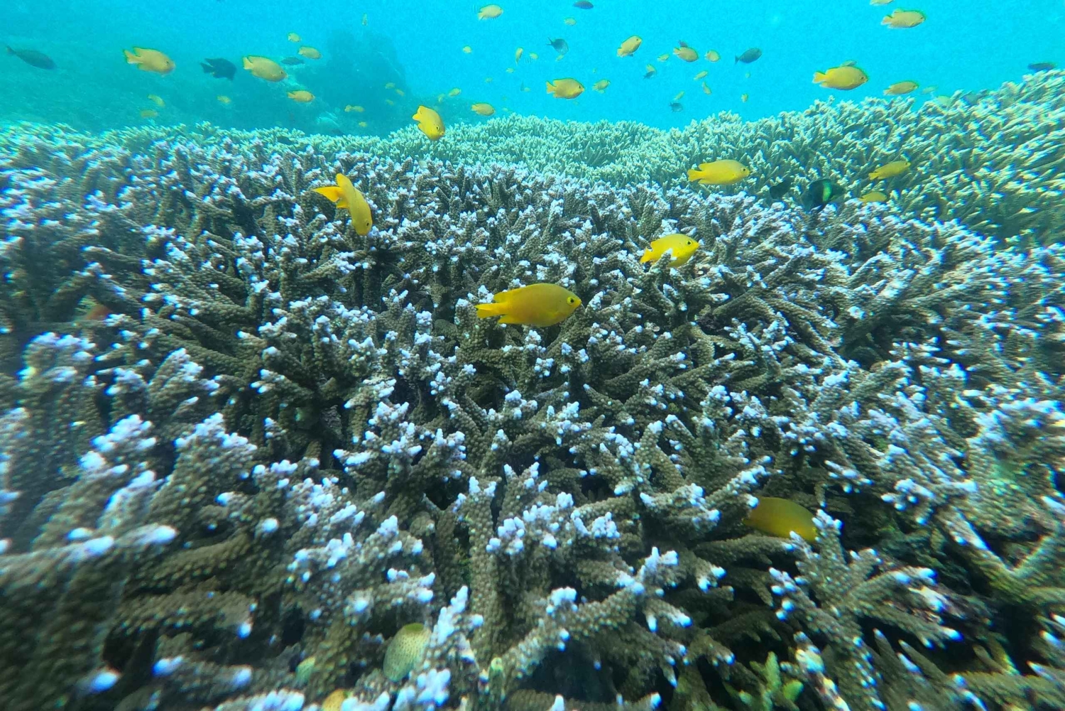 Gili Snorkeling Tour With GO PRO Documentation