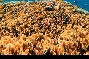 Gili Schnorchel Tour mit GO PRO Dokumentation