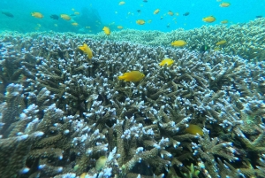 Gili Snorkeling Tour With GO PRO Documentation