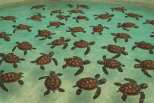 Gili Snorkeling Tour With GOPRO, Visit Turtles Sanctuary