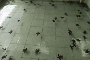 Gili Snorkeling Tour With GOPRO, Visit Turtles Sanctuary