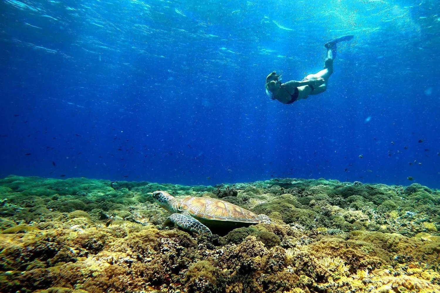 Snorkling på 3 öar och sköldpaddsreservat Gopro ingår