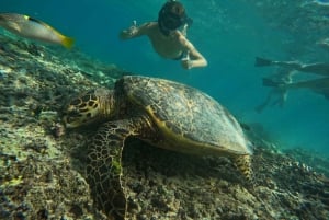 Esnórquel en 3 islas y santuario de tortugas Gopro incluida