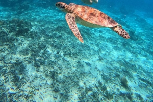 Passeio de mergulho com snorkel e pôr do sol em Gili (sessão de fotos com câmera profissional)