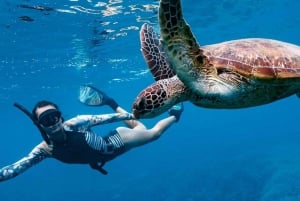 Gili T Island: Snorkling på Gili - dagstur og svømmetur med skilpadder