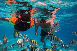 Gili T : Shared group snorkeling trip