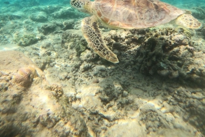 Gili T : Small group snorkeling trip