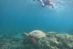 From Lombok Private Snorkeling 3 Gili All Inclusive