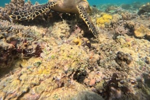 From Lombok Private Snorkeling 3 Gili All Inclusive
