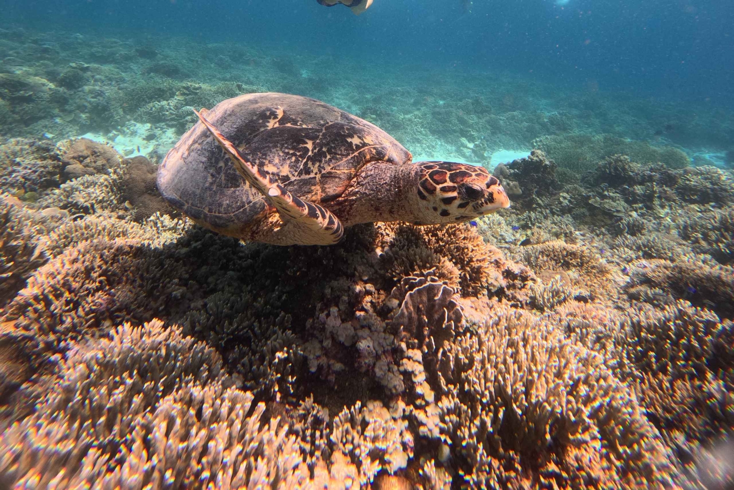 Gili Trawangan Best Snorkeling Trip With GOPRO documentation