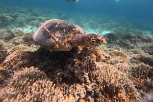 Gili Trawangan Best Snorkeling Trip With GOPRO documentation