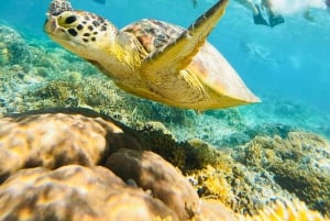 Gili Trawangan: Cycling Tour with Snorkeling and Viewpoint