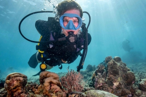 Gili Trawangan : Höjdpunkt upptäcktsdykning