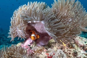 Gili Trawangan : Mergulho de descoberta em destaque