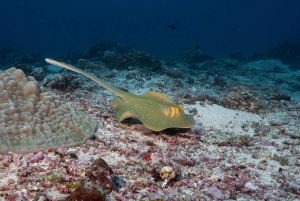 Gili Trawangan : Discovery Scuba Diving