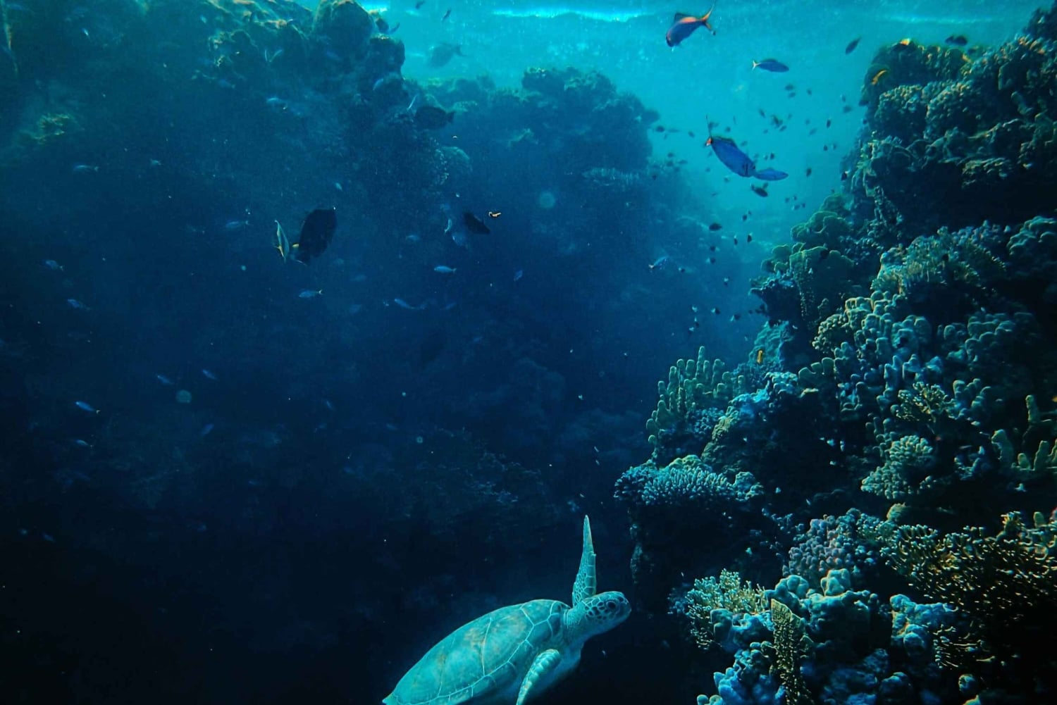 Gili Trawangan: mergulho com tartarugas de manhã cedo com GoPro