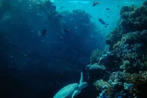 Gili Trawangan: mergulho com tartarugas de manhã cedo com GoPro