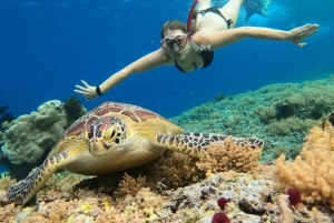 Gili Trawangan: Gili Island 3 Spots snorkling med sköldpadda