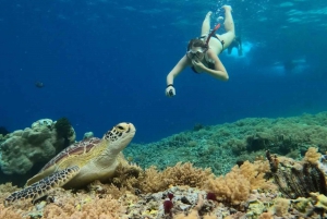 Gili Trawangan: Snorkling med skilpadde på Gili Island 3 Spots