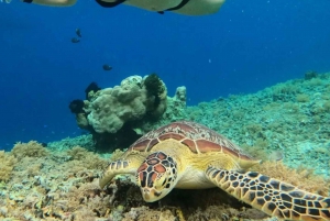 Gili Trawangan: Gili eiland 3 plekken snorkelen met schildpadden