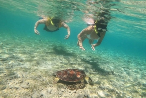 Gili Trawangan: Gili Island 3 steder snorkling med skildpadde