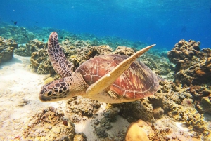 Gili Trawangan: Gili-øernes bådtur ved solnedgang og snorkling